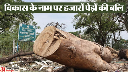 tree cutting issue indore news save nature birds environment