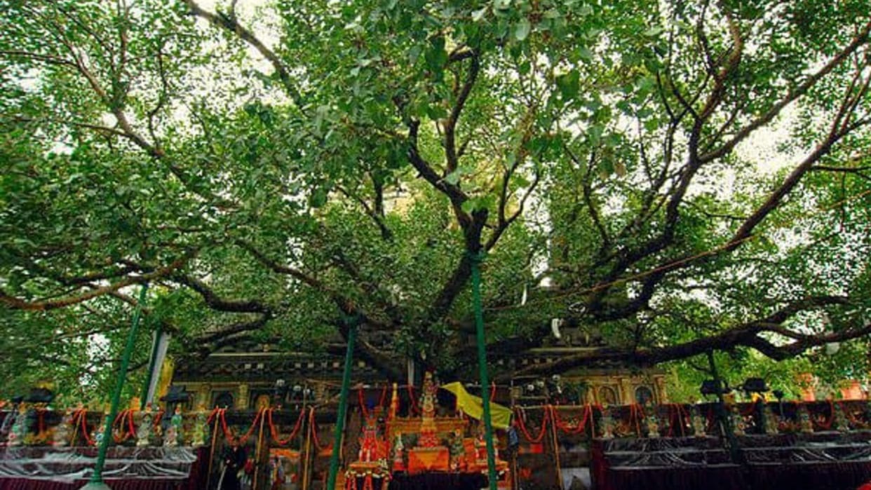 initiative of Forest Department in varanasi Leaves of Bodhi tree will be gifted to foreigners and told about i