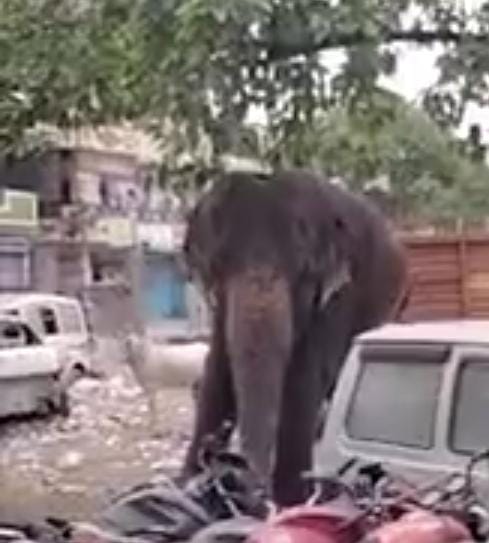 Bhopal News: In Bhopal, an elephant crushed a mahout to death, police established a track and started investig