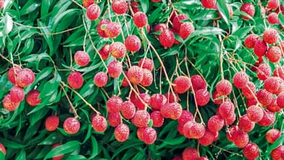 Drought has taken away the sweetness of litchi, production will also be less