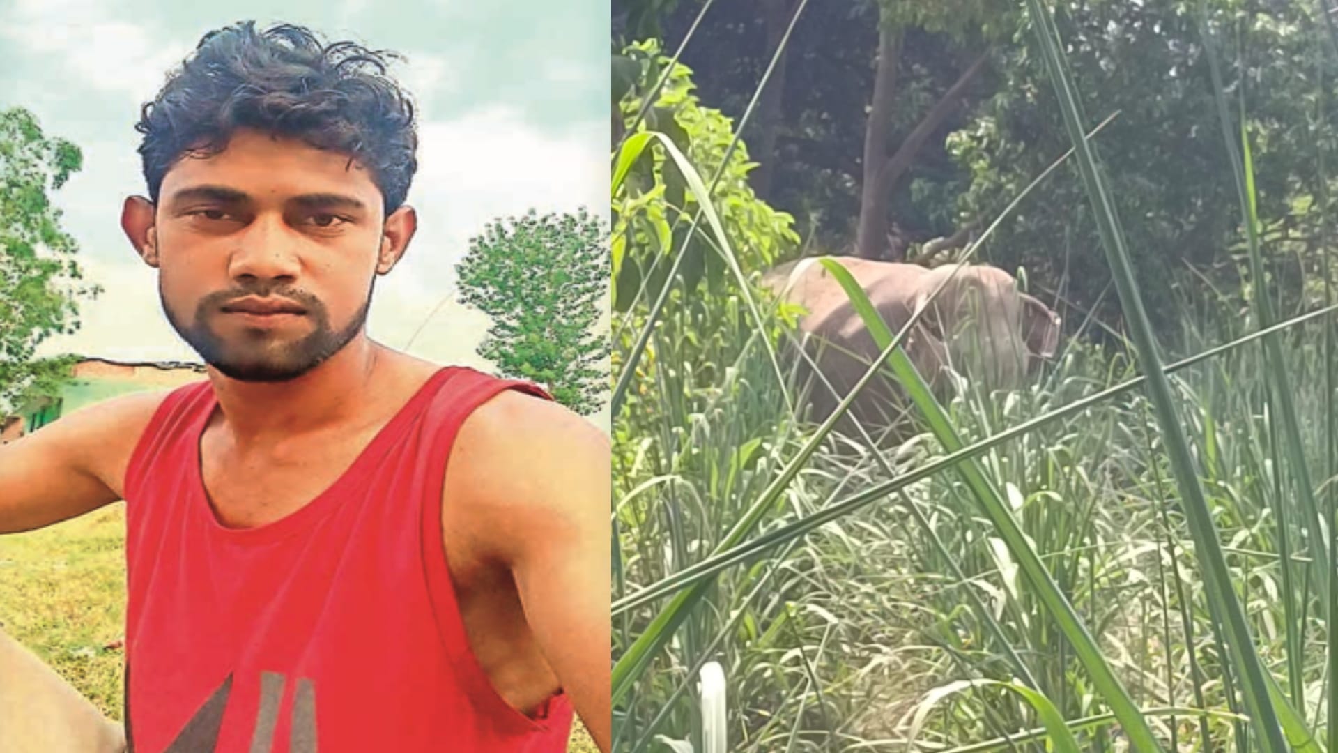 Bijnor: The elephant causing havoc attacked and killed the young man, died in the hospital