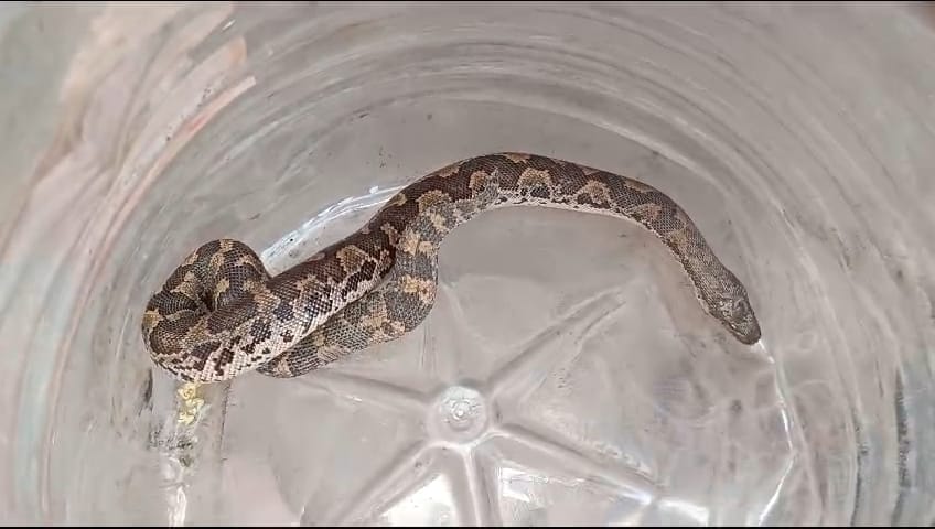 Ujjain News: Baby python found at Ramghat in Ujjain, panic among residents