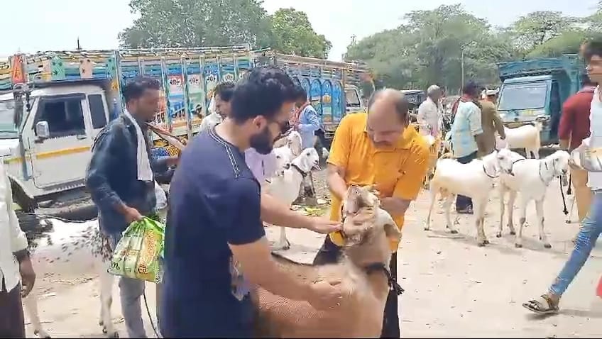 Ujjain News: Some are looking at teeth, some at horns, looking for a goat suitable for sacrifice on Eid-ul-Adh