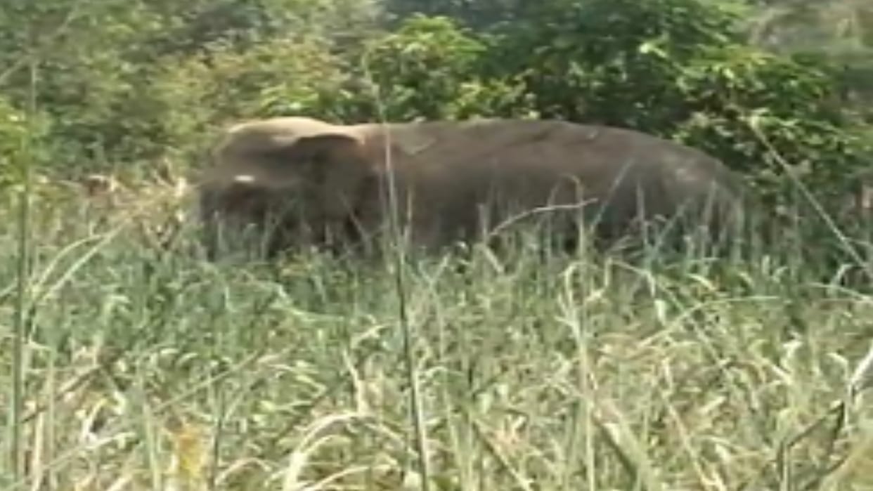 Dehradun News elephant Killed elderly woman in Raiwala Rajaji Tiger Reserve