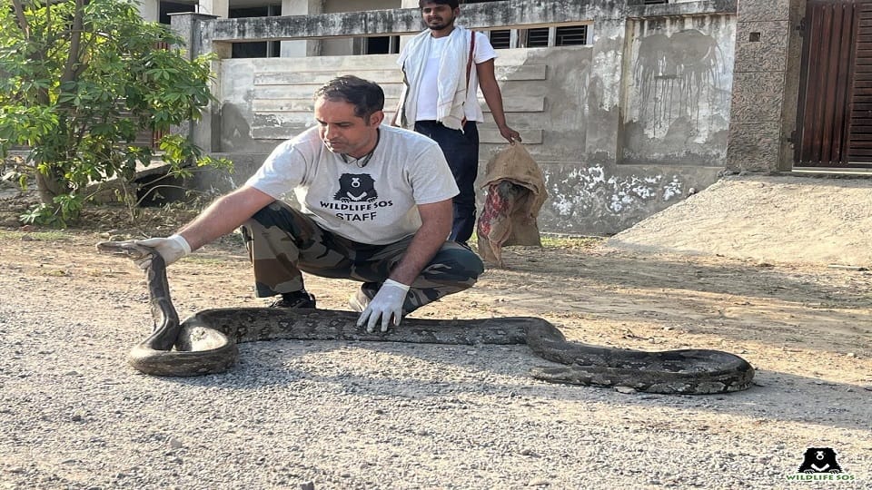 Giant python in residential colony In Agra Rescue Photos