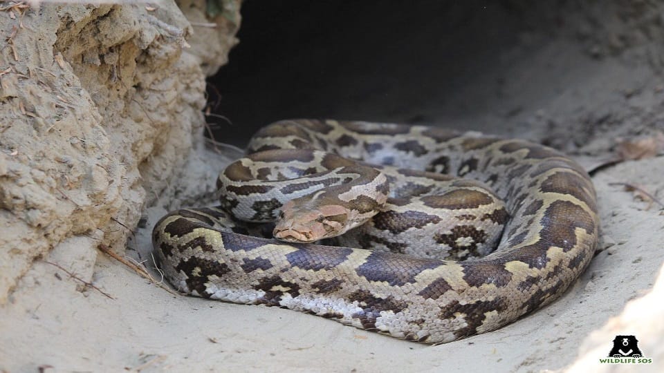 Giant python in residential colony In Agra Rescue Photos