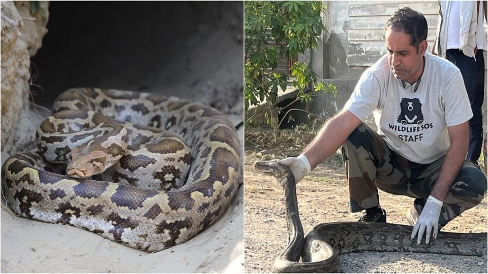 Giant python in residential colony In Agra Rescue Photos