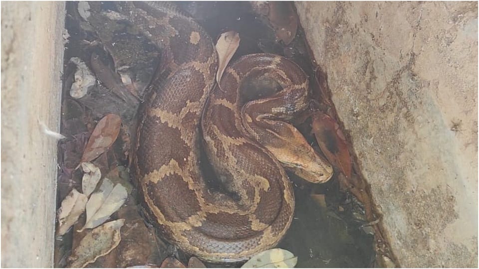 Giant python in residential colony In Agra Rescue Photos