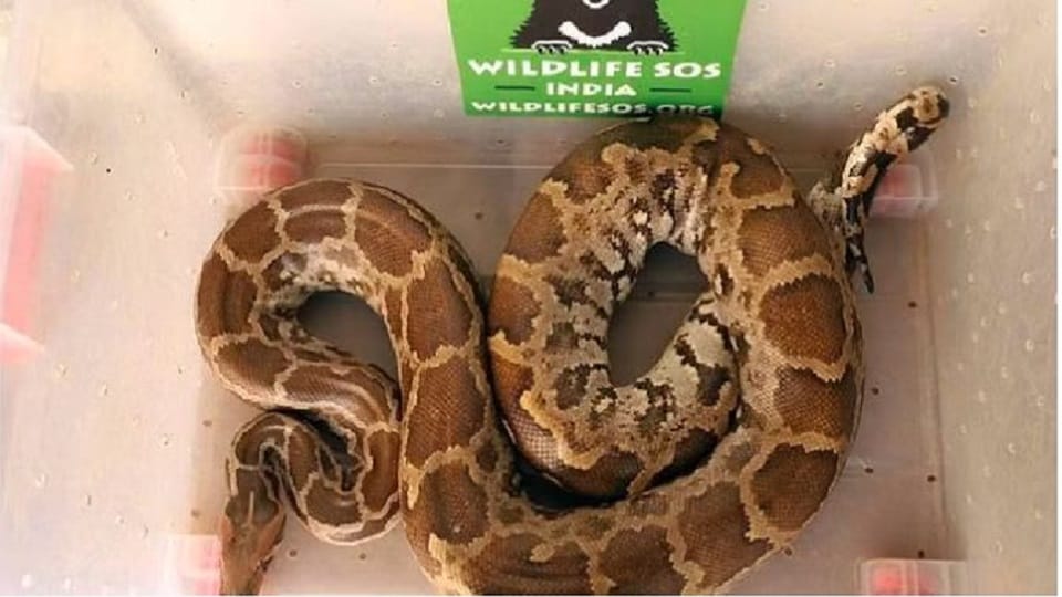 Giant python in residential colony In Agra Rescue Photos