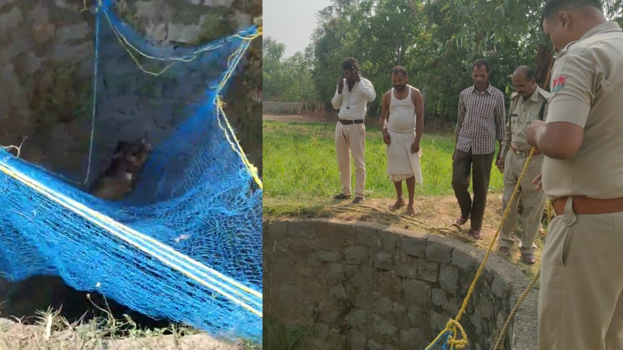 Forest department rescues wild pig that fell into well