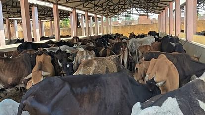 Cruelty in Amroha Gaushala: Veterinarians were careless  did not visit, seven cows died