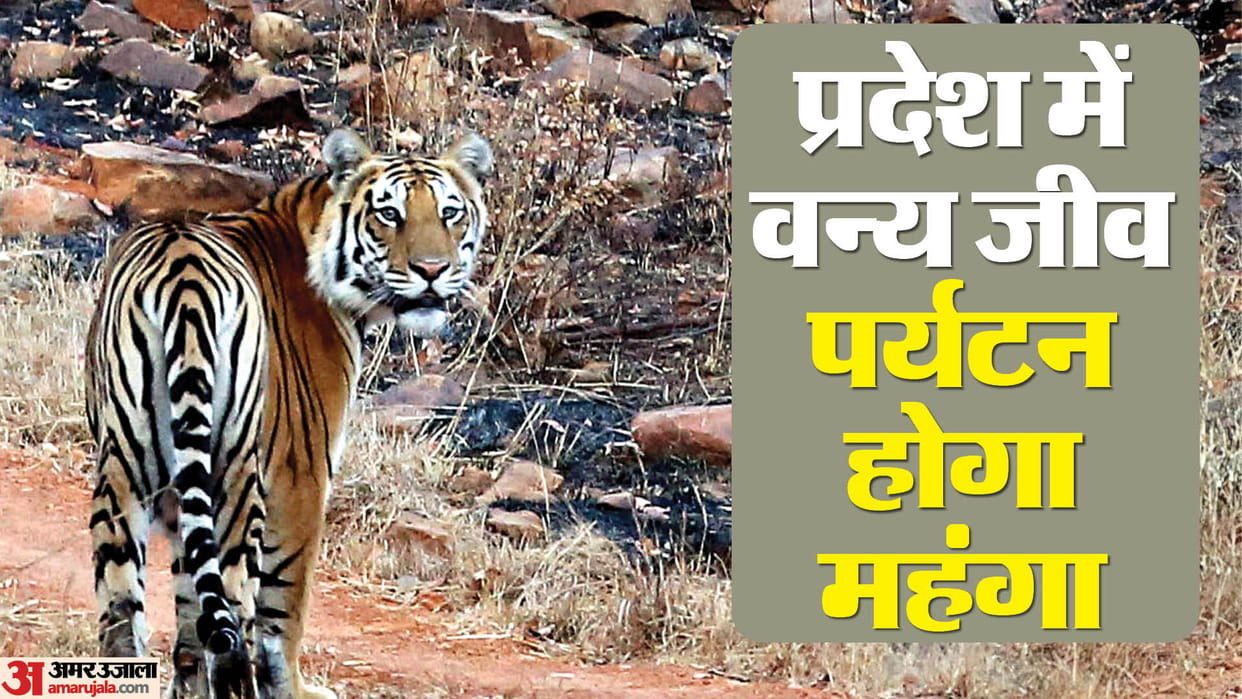 Rajasthan News: 10 percent increase in fare for Rajasthan wildlife tourism