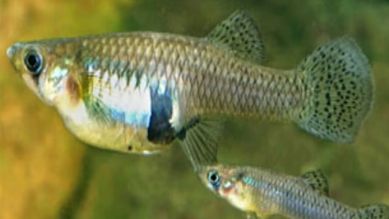 complete ban on fishing in reservoirs of Himachal from 16 June to 15 August