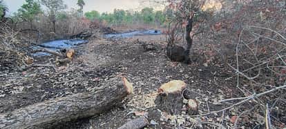 Vidisha: Farms are being created by destroying teak forests, forest department has no news.