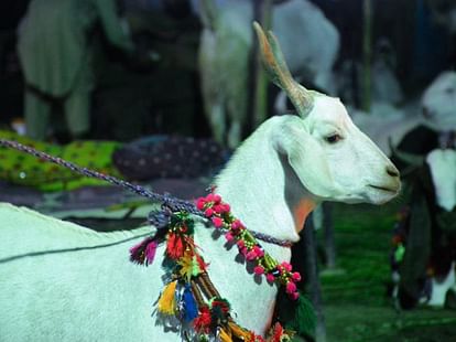 Eid-ul-Azha: Cannot offer sacrifice before Namaz, do not share photos and videos on social media