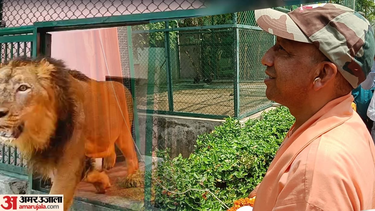 CM Yogi sent the pair of Babbar lions to crawl inside the enclosure at Gorakhpur Zoo