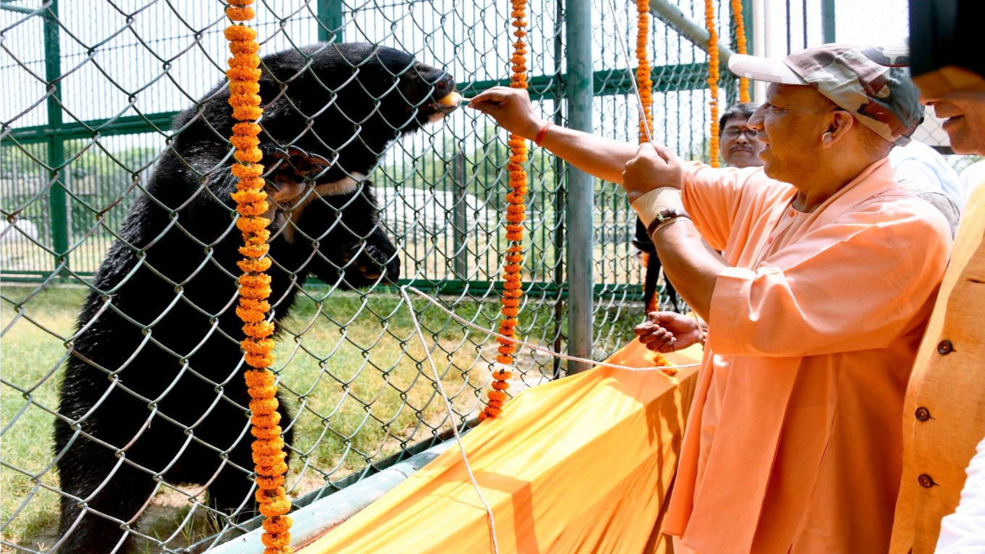 CM Yogi sent the pair of Babbar lions to crawl inside the enclosure at Gorakhpur Zoo