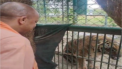CM Yogi sent the pair of Babbar lions to crawl inside the enclosure at Gorakhpur Zoo