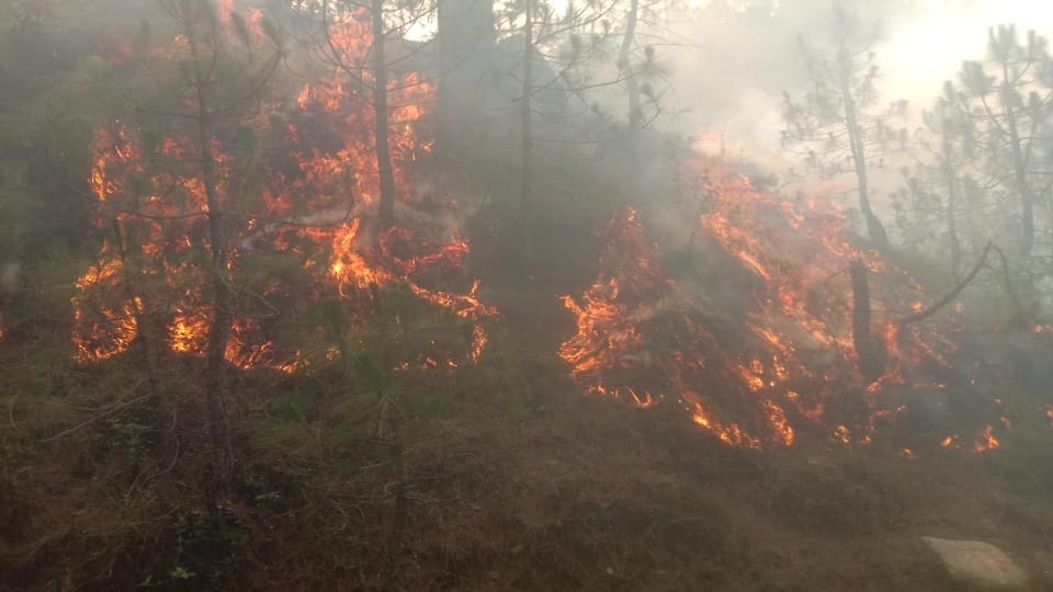 Almora News: Fire watchers working with forest department for a daily wage of Rs 350 are risking their lives