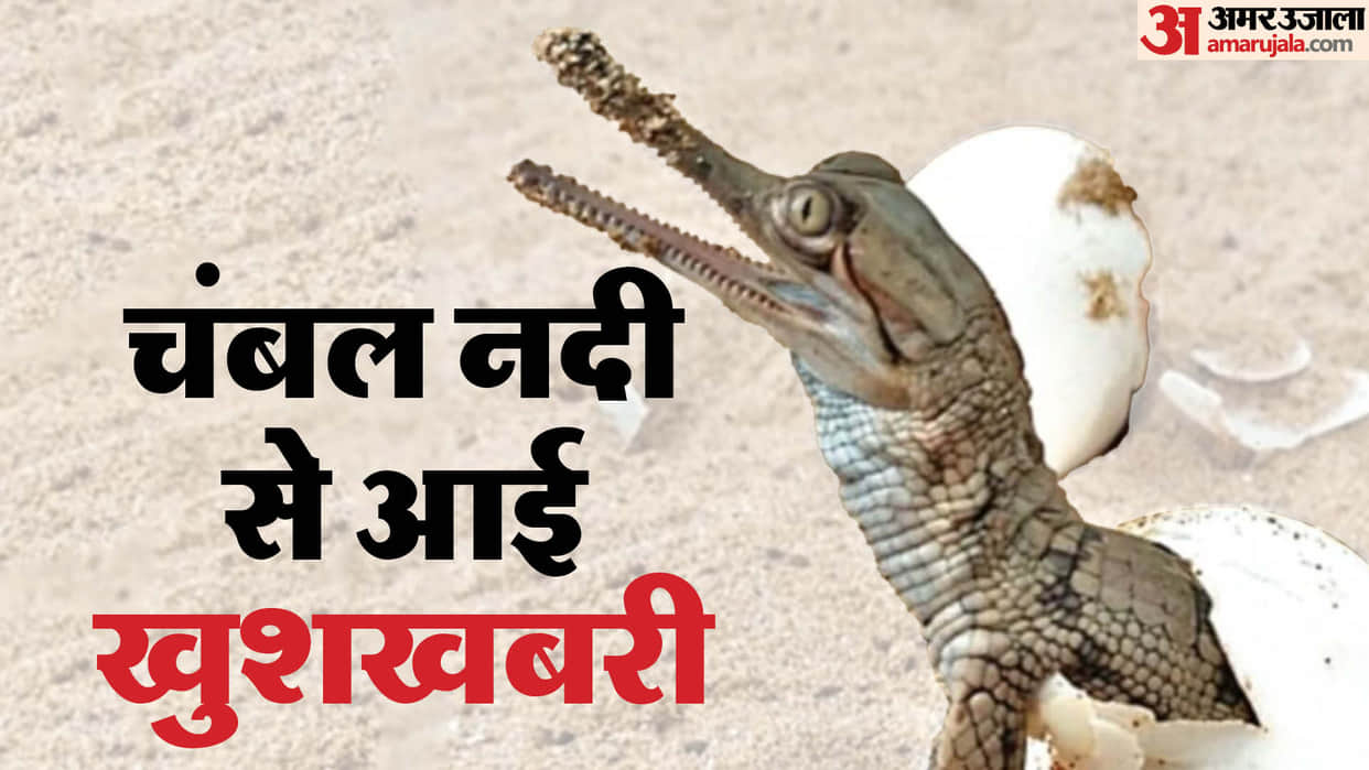Dholpur 181 Babies Came Out of 200 Gharial Eggs Endangered-Species Family Increased in Rajasthan