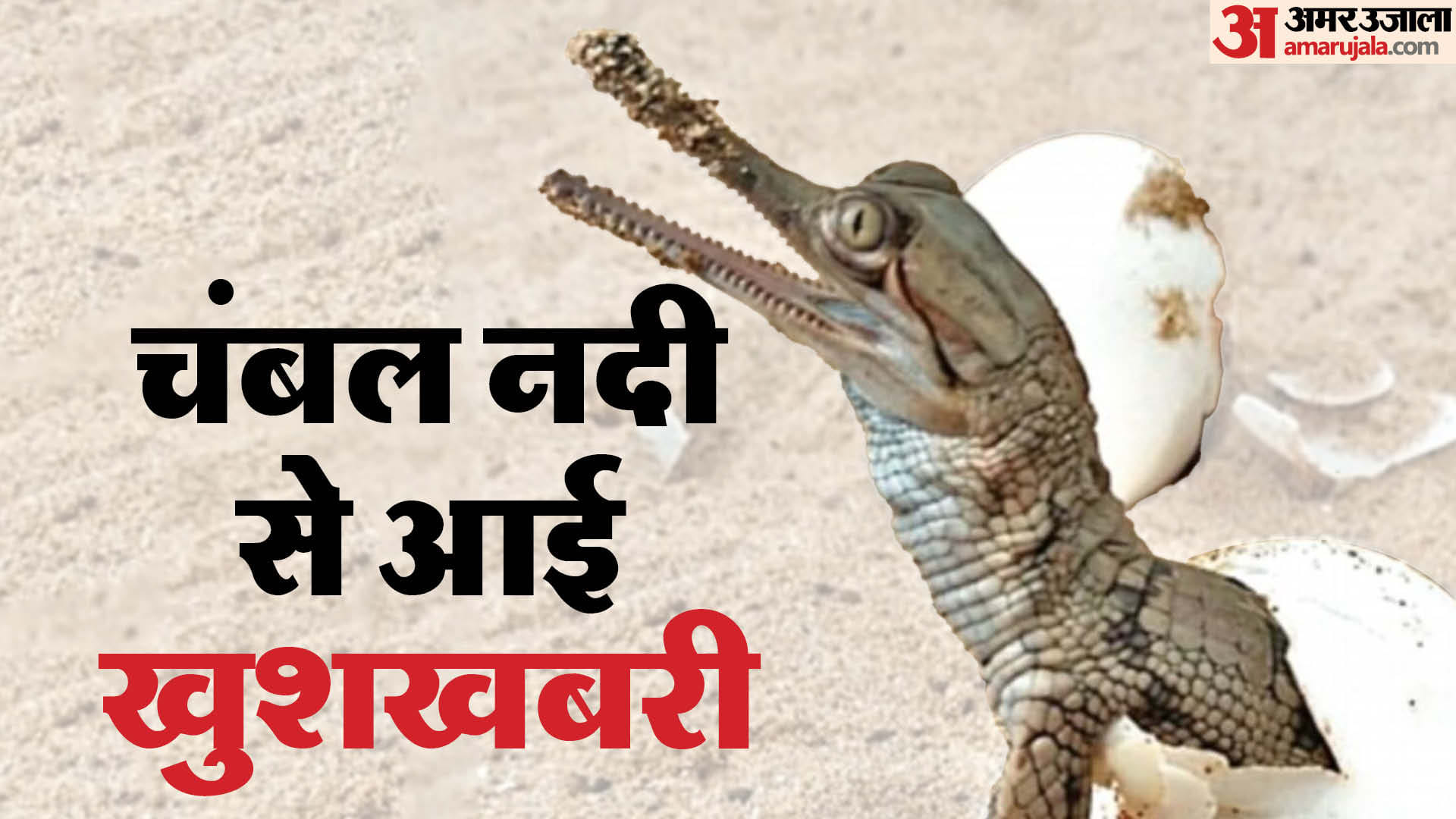 नन्हें शावक