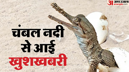 Dholpur News: घड़ियाल शावकों से गुलजार हुई चंबल नदी, नेस्टिंग टाइम पूरा होने पर अंडों से निकले 181 बच्चे Dholpur 181 Babies Came Out of 200 Gharial Eggs Endangered-Species Family Increased in Rajasthan