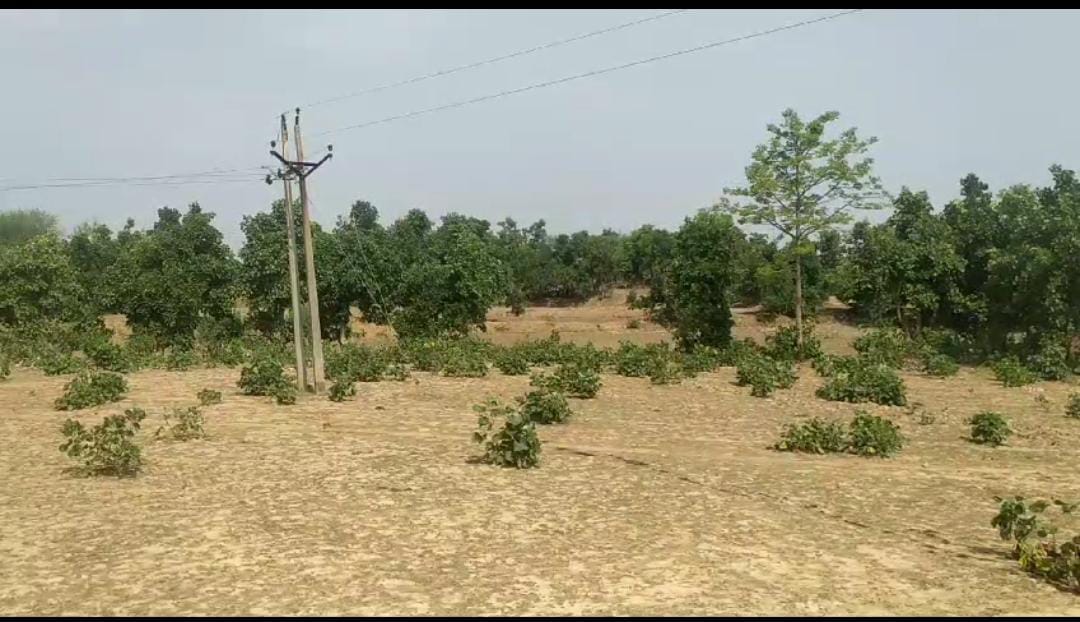 Due to strong storm in Sakhi Mauhar Tola, 11 thousand KV wire broke, two cattle died