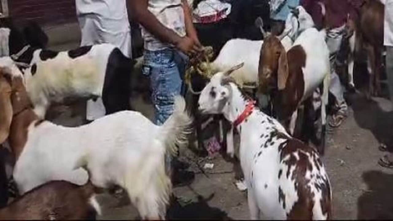 Eid al-Adha 2026 Why Is Sacrifice Meat Shared in 3 Portions know Important Rules of Qurbani