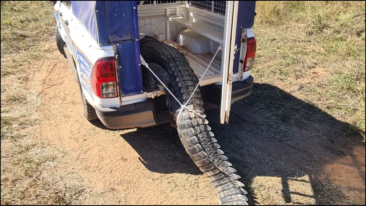 Dog Eating Crocodile That Terrorised Australian Village Killed And Cooked For Feast news in hindi