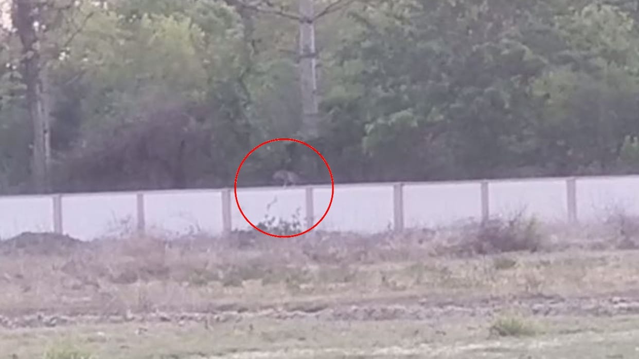 Women ran away after seeing a leopard sitting on the wall in Lakhimpur kheri