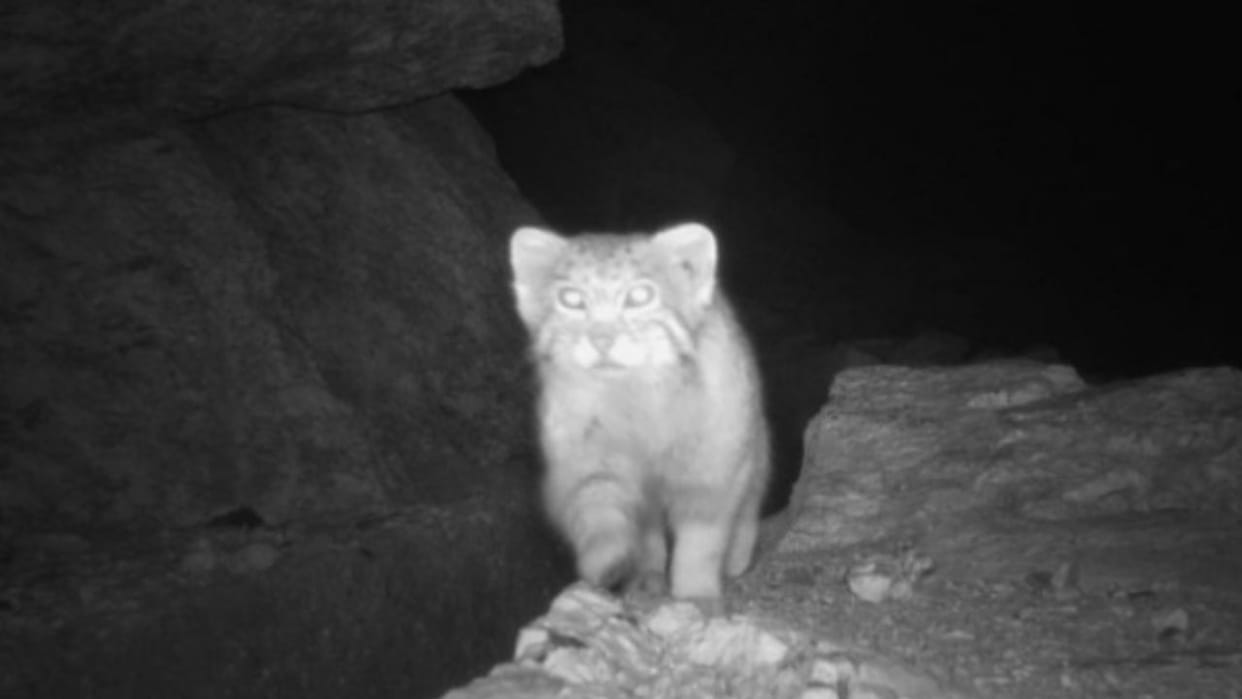 Pallas's cat captured on camera in Hangrang valley of Kinnaur district