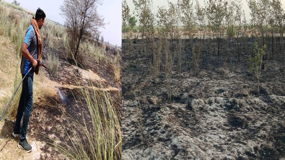Hundreds of plants and huts burnt down due to fire in Gangavan and cemetery in Kasganj