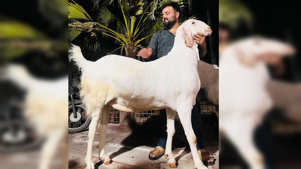 Eid Ul Adha: Pathan will sacrifice six lakh rupees on Bakrid, bidding continued till late evening