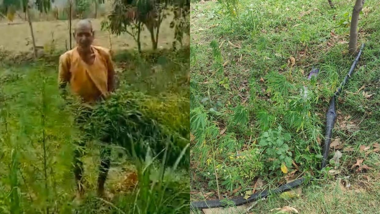 Katni Ganja cultivation was going on near river bank accused arrested ganja worth 42 thousand seized
