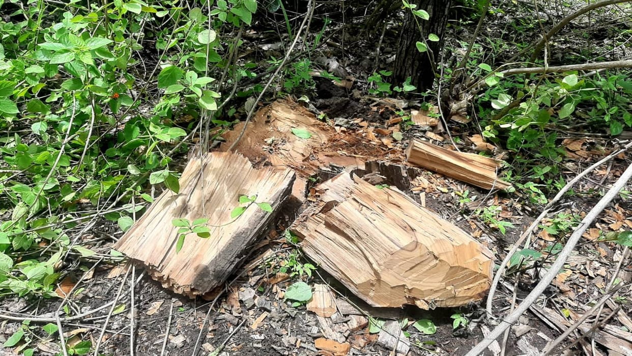 Umaria News Mafia is cutting trees indiscriminately in forest illegal sand mining continues