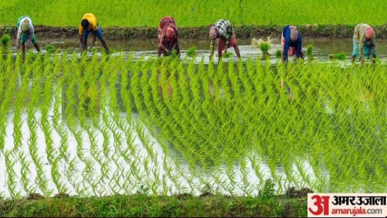 PM Fasal Bima Yojana 2024 Crop insurance process started under Kharif campaign