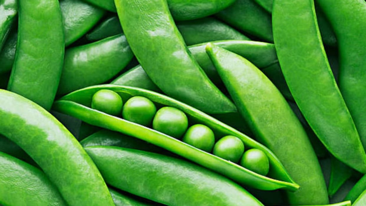 Peas Price In Shimla Pea production increased price is Rs 150 per kg