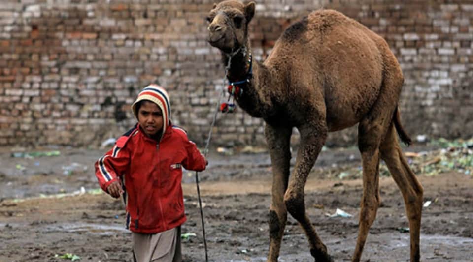 Pakistan police preparing to fit artificial leg to injured camel five people