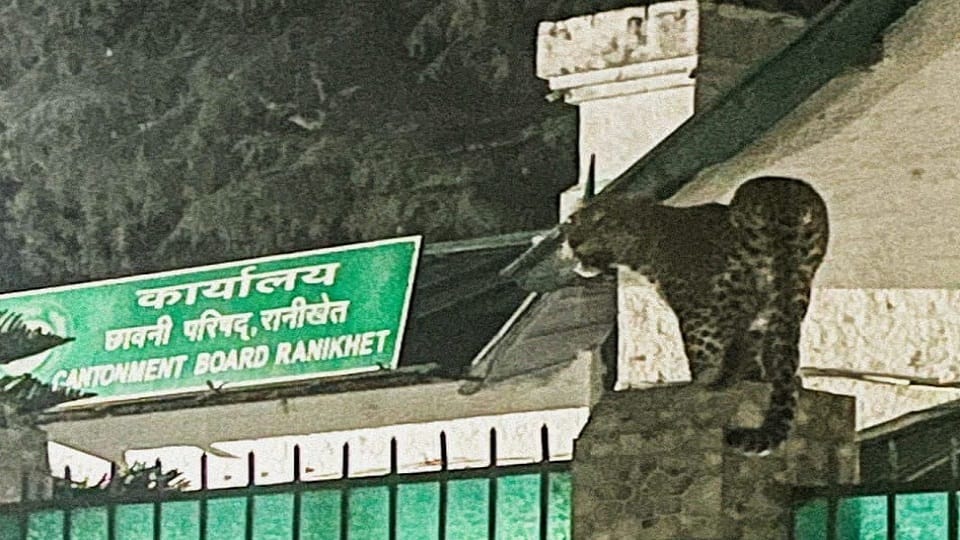 Wildlife in trouble due to fire in Binsar Sanctuary almora