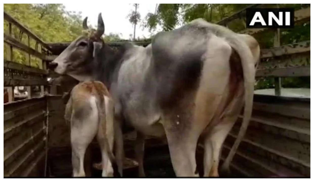 maharashtra Police attacked while foiling cow slaughter bid on eid ul azha in Palghar three arrest