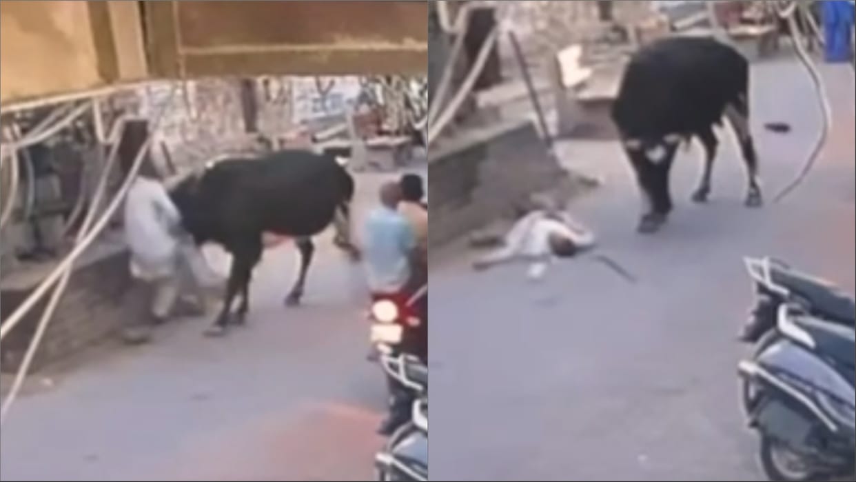 Panipat: Bull picked up old man and threw him, situation critical, incident captured in CCTV