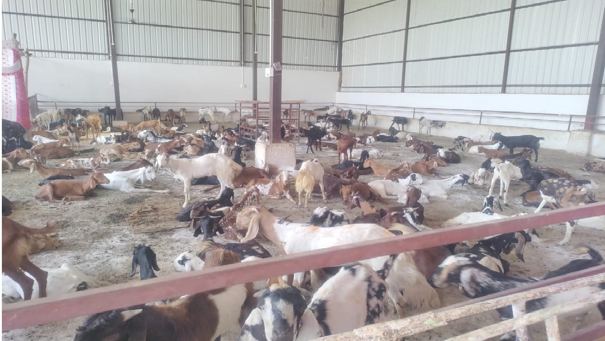 Jeev Daya Sansthan celebrated its first foundation day by saving lives of 500 goats