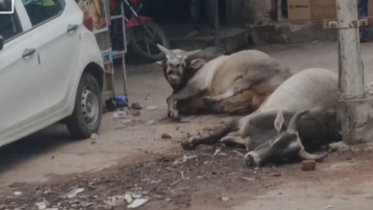 Three cattle died due to electric current in the electric pole