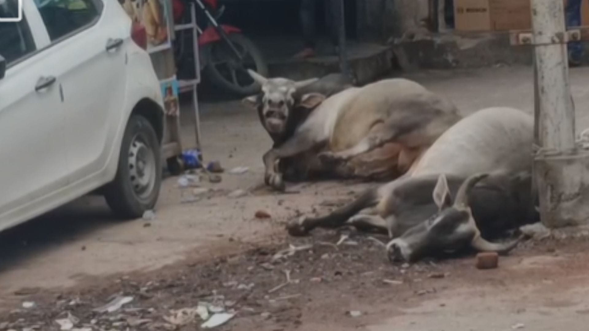 तीन मवेशियों की हुई मौत