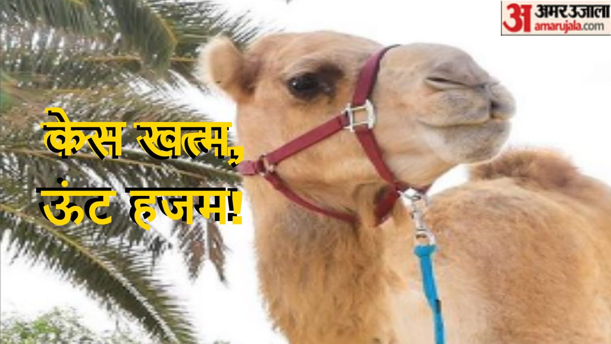 Script to end the case of 22 camels is ready by Meerut Police, claimants are also trapped