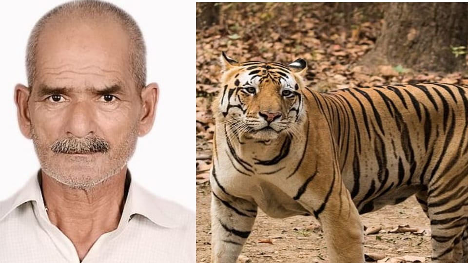 Tiger Attack an old man dragged him into bushes and Killed in khatima body found in a bad condition
