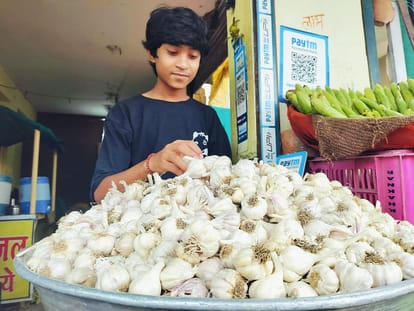 Garlic comes into controversy: High Court demands investigation report on Chinese garlic in 15 days, directs D