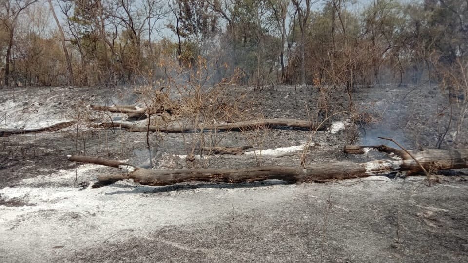 fire in wild life sanctuary in Halka Bhoa village of Pathankot