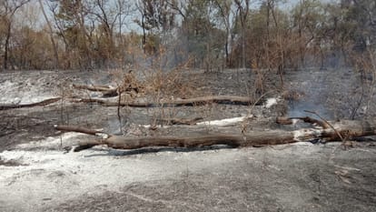Pathankot: 1850 एकड़ की वाइल्ड लाइफ सेंक्चुरी में लगी आग, 150 एकड़ जला, कारणों का पता लगाने चंडीगढ़ से आई टीम fire in wild life sanctuary in Halka Bhoa village of Pathankot