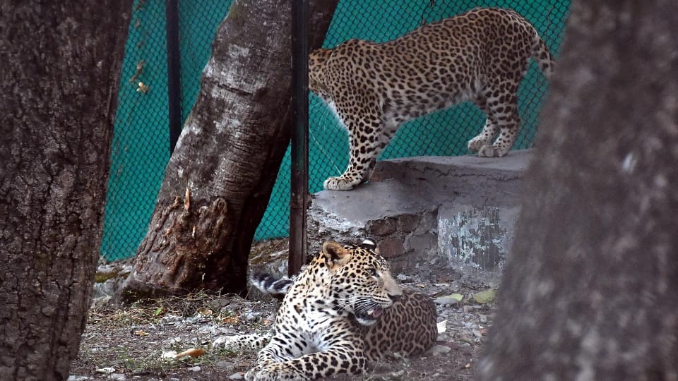 Dehradun Zoo: Now Leopard Raja And Rani will be seen again they were brought to zoo last year